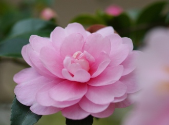 Camellia sasanqua 2